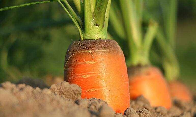 Carottes.jpg